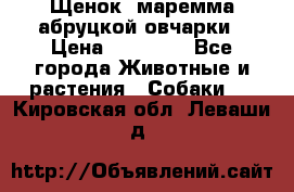 Щенок  маремма абруцкой овчарки › Цена ­ 50 000 - Все города Животные и растения » Собаки   . Кировская обл.,Леваши д.